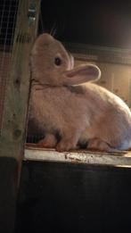 Dwerg konijn moer ( niet gestereliseerd), Femelle, Nain, 0 à 2 ans