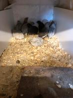 Chinese dwergkwartel, Meerdere dieren