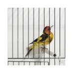 Chardonnerets femelle jaune et mâle jaune/brun, Animaux & Accessoires, Plusieurs animaux, Oiseau chanteur sauvage, Domestique