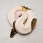 Leopard Pastel Pied koningspython man, Dieren en Toebehoren, Reptielen en Amfibieën, Slang, Tam, 0 tot 2 jaar