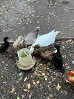 Pluimvee, Dieren en Toebehoren, Pluimvee, Meerdere dieren, Eend