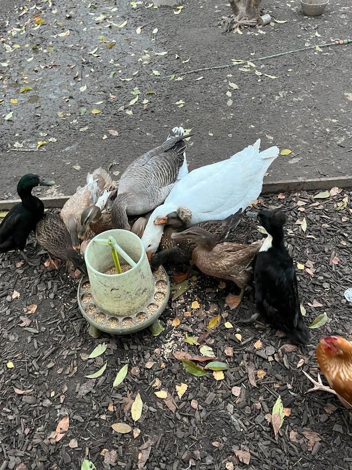 Pluimvee, Dieren en Toebehoren, Pluimvee, Eend, Meerdere dieren