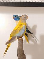 Splendid parkiet poppen 2025, Dieren en Toebehoren, Vrouwelijk, Parkiet, Geringd