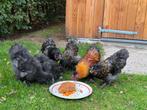 5 hanen, Dieren en Toebehoren, Pluimvee