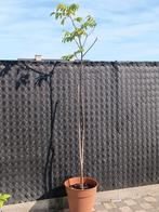 Notenboom (Juglans regia) 235cm, Ophalen, In pot
