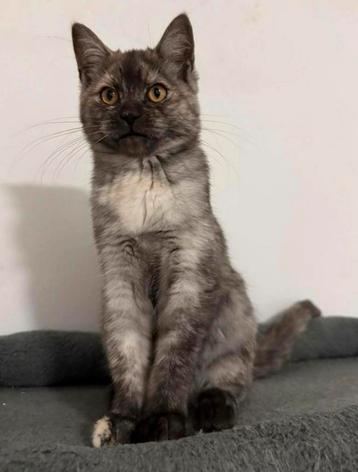 Kittens (Maine Coon) beschikbaar voor biedingen