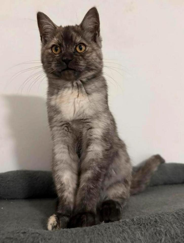 Kittens (Maine Coon), Dieren en Toebehoren, Katten en Kittens | Raskatten | Langhaar, Poes, 0 tot 2 jaar, Gechipt, Ontwormd, Ingeënt