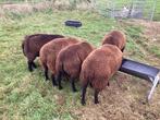 Schapen, Dieren en Toebehoren, Schapen, Geiten en Varkens, Mannelijk, Schaap, 0 tot 2 jaar