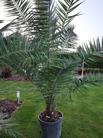Phoenix Canariensis : Dadel palmboom