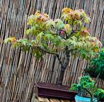 Bonsai Acer Palmatum Katsura - 28 jaar, Tuin en Terras, Ophalen, Lente