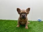 Fluffy Franse Bulldog pups, Dieren en Toebehoren, België, 8 tot 15 weken, CDV (hondenziekte), Bulldog