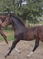 Talentvol hengstenveulen van Jaguar vd Berghoeve, Dieren en Toebehoren, Paarden, Springpaard, Gechipt, Niet van toepassing, 0 tot 2 jaar