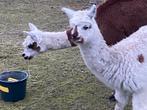Bonte alpaca hengst, Dieren en Toebehoren, Ophalen