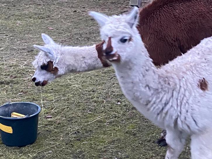 Bonte alpaca hengst, Animaux & Accessoires, Autres accessoires pour animaux, Enlèvement