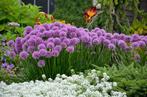 Allium millenium, Tuin en Terras, Ophalen, Zomer, Vaste plant