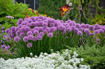 Allium millenium beschikbaar voor biedingen