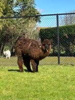 alpaca, Animaux & Accessoires, Animaux Autre, Alpaca hengst, Mâle