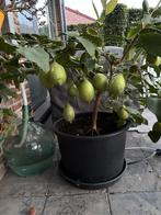 Citroenboom met veel vruchten, Tuin en Terras, Planten | Tuinplanten, Ophalen
