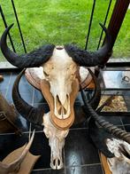 Schedels taxidermie opgezette dieren, Enlèvement