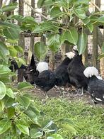 Hollandse kuifhoen hennen, Dieren en Toebehoren, Vrouwelijk, Kip