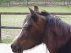 Welsh pony, Dieren en Toebehoren, Merrie, B pony (1.17m tot 1.27m), Gechipt, 7 tot 10 jaar