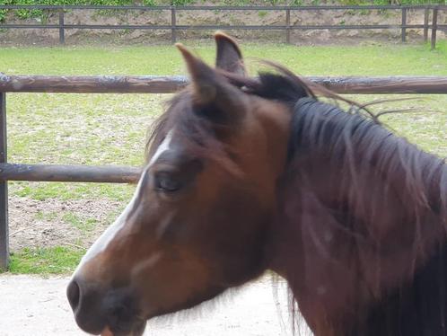 Welsh pony, Dieren en Toebehoren, Pony's, Merrie, B pony (1.17m tot 1.27m), 7 tot 10 jaar, Met stamboom, Gechipt