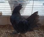 Ayam Cemani haantje, Mannelijk, Kip