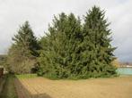 Brandhout dennenbomen, 6 m³ ou plus, Troncs d'arbres, Autres essences de bois, Enlèvement