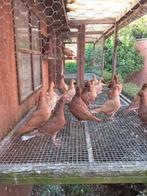 Kleurpostduiven, Dieren en Toebehoren, Meerdere dieren, Postduif