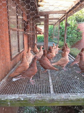 Kleurpostduiven, Plusieurs animaux, Pigeon voyageur
