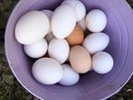 Eieren. ( Biologische scharreleieren ), Poule ou poulet