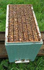 Colonies abeilles Buckfast, Nieuw