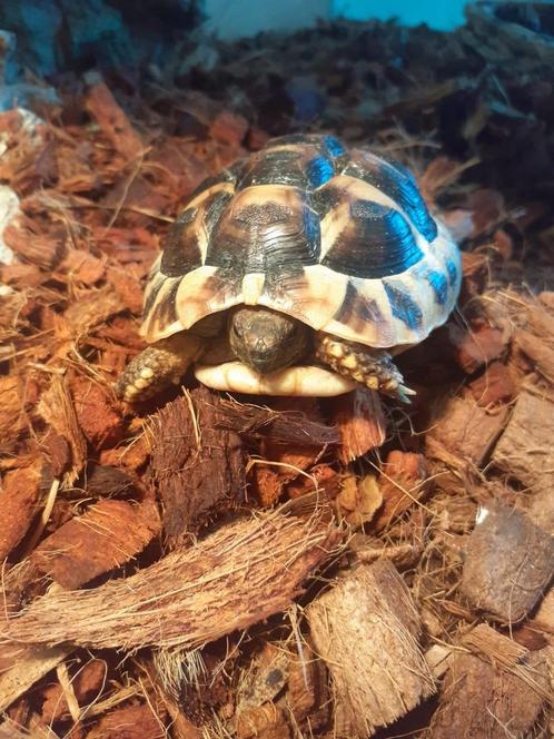 wegens niet komen ophalen  laatste stuks aangeboden, Dieren en Toebehoren, Reptielen en Amfibieën, Schildpad, 0 tot 2 jaar