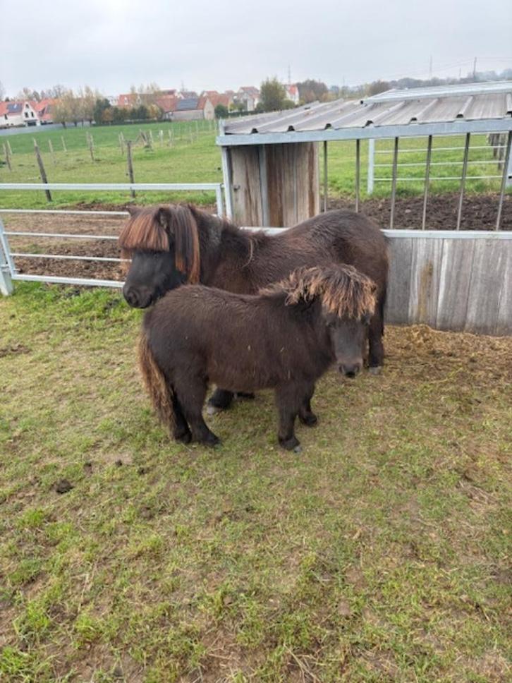 shetlandpony, Dieren en Toebehoren, Pony's, Hengst, Onbeleerd, A pony (tot 1.17m), 0 tot 2 jaar, Gechipt, Ontwormd, Ingeënt