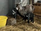 Moeder geit met 2 lammeren (miekes), Dieren en Toebehoren, Schapen, Geiten en Varkens, Geit