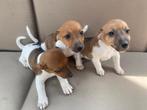 Prachtig nestje jack Russell pups, Dieren en Toebehoren, Honden | Jack Russells en Terriërs, België, Fokker | Hobbymatig, Jack Russell Terriër