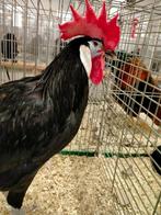 oeufs fecondes poules espagnoles a face blanche, Dieren en Toebehoren, Pluimvee, Geslacht onbekend, Kip