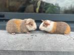 Jonge cavia’s, Dieren en Toebehoren, Cavia, Mannelijk, Tam, Oktober