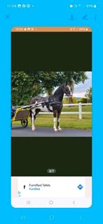 Zeer brave merrie met Engelse stamboek, Dieren en Toebehoren, Paarden, Merrie