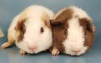 2 jonge US Teddy cavia's, Dieren en Toebehoren, Juli, Mannelijk, Cavia