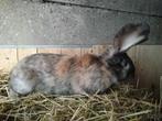 Bontgekleurde konijnen, Vrouwelijk, Middelgroot, 0 tot 2 jaar