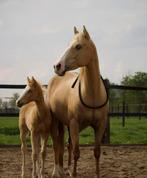 Allround merrie, Jument, M