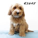 Cockapoo - pups te koop, Dieren en Toebehoren, Honden | Chihuahua's en Gezelschapshonden, 15 weken tot 1 jaar, Buitenland, CDV (hondenziekte)