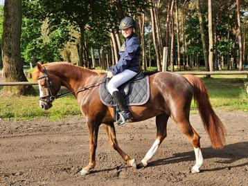 Fijne D pony Welsh beschikbaar voor biedingen