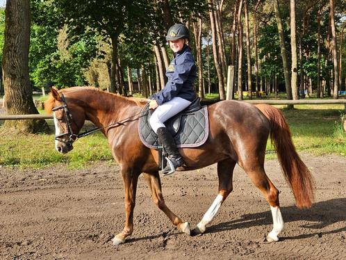Fijne D pony Welsh, Dieren en Toebehoren, Pony's, Merrie, L, D pony (1.37m tot 1.48m), Dressuurpony, 11 jaar of ouder, Met stamboom