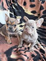 franse bulldog pups,teefjes, België, 8 tot 15 weken, Teef, Meerdere