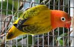 Opaline Euwing split blauw Fischeri Dwergpapegaai 2025, Dieren en Toebehoren, Vogels | Parkieten en Papegaaien, Vrouwelijk, Dwergpapegaai of Agapornis