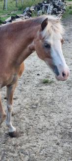 Super mooie ASPC AMHR NMPRS BMP paardjes, Hengst