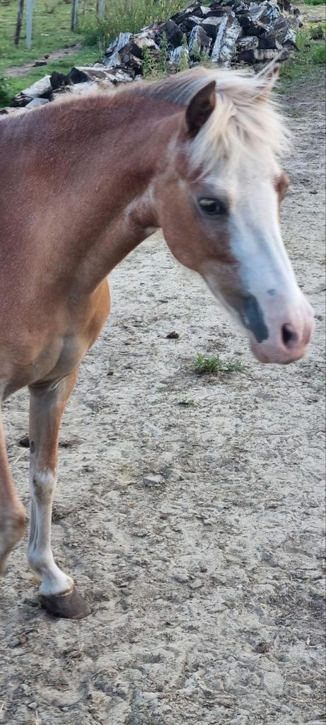 Super mooie ASPC AMHR NMPRS BMP paardjes, Dieren en Toebehoren, Pony's, Hengst