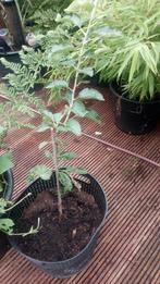 Jong Appelboomje tekoop., Ophalen, Minder dan 100 cm, Volle zon, In pot